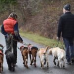Retirement Planning Dog How Long Is? What Every Guide Dog Handler Needs to Know