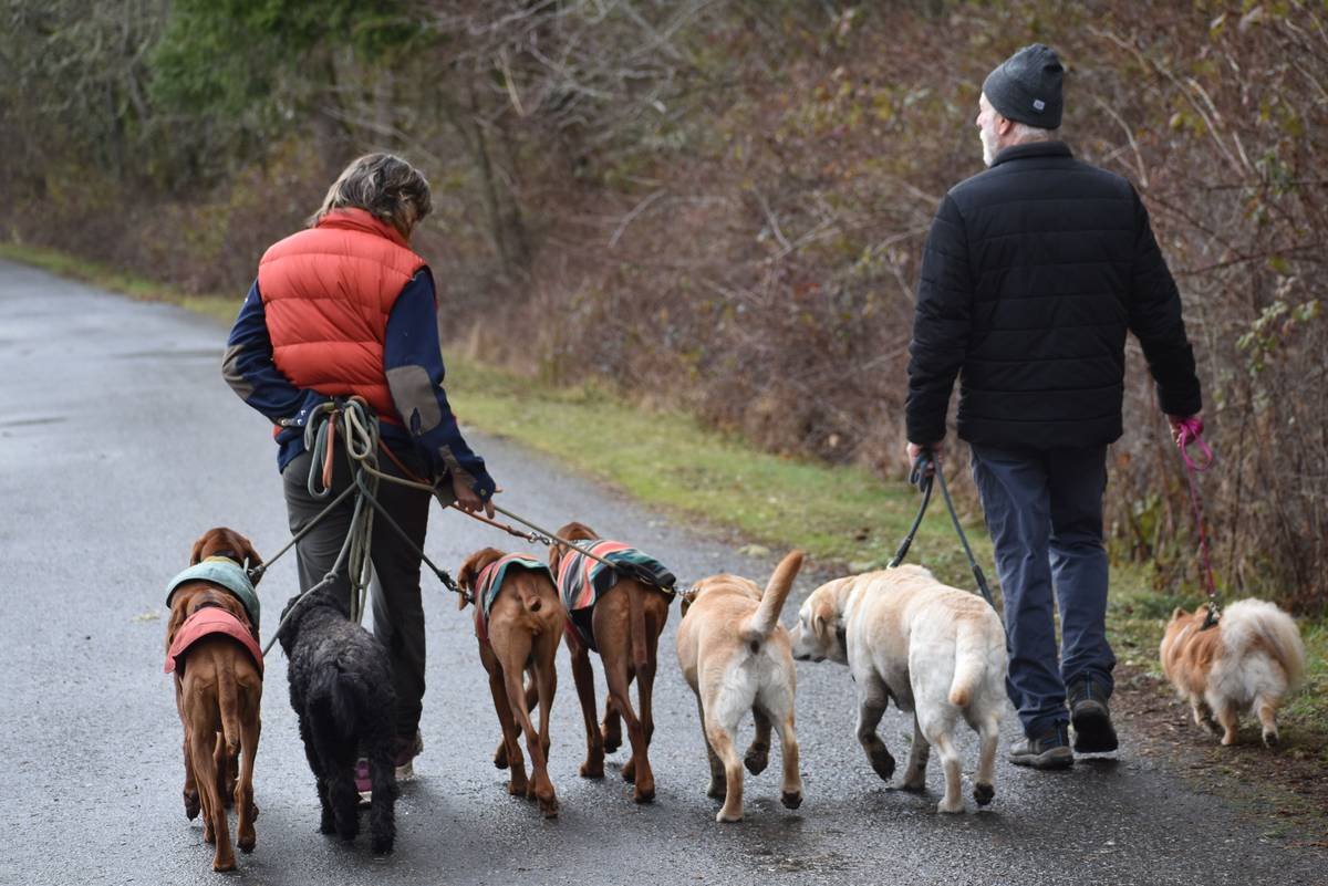 Retirement Planning Dog How Long Is? What Every Guide Dog Handler Needs to Know