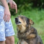 Retirement Planning Dog Training Guide by a Certified Guide Dog Instructor