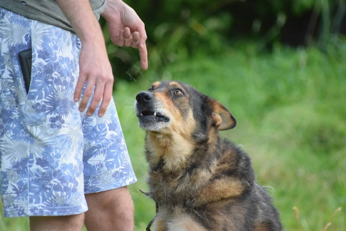 Retirement Planning Dog Training Guide by a Certified Guide Dog Instructor