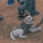 Retirement Planning Dog Training Guide Jennifer: How to Transition Your Guide Dog with Care