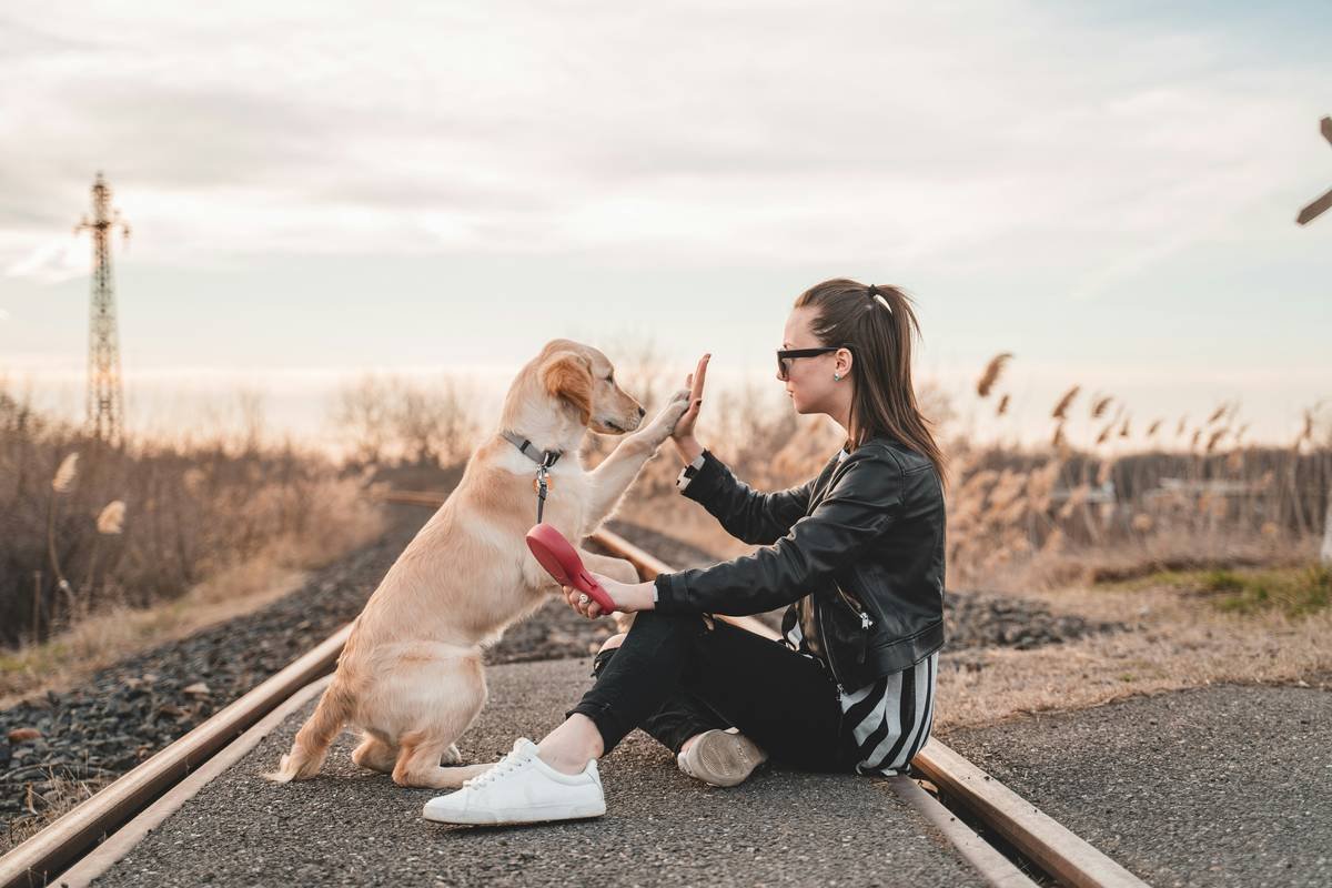 Retirement Planning Dog What Are Guide Dogs? A Complete Guide for Handlers and Families