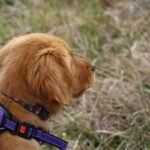 Service Dog Puppy Training Guide: Raising Your Future Guide with Confidence
