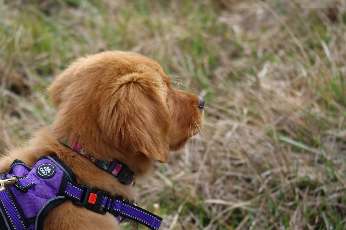 Service Dog Puppy Training Guide: Raising Your Future Guide with Confidence