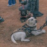 Service Dog Training Los Angeles: Your Compass Through the Chaos of Finding & Raising a Life-Changing Partner