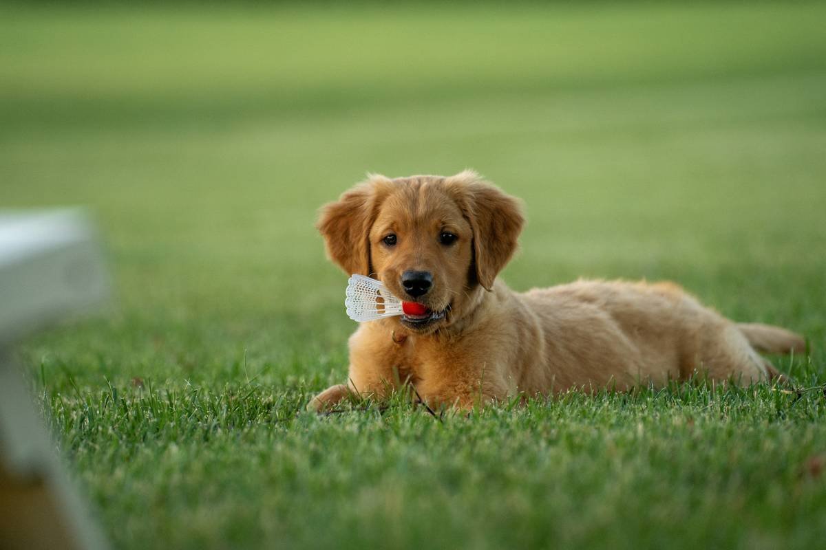 Service Dog Training Maine: Your Complete Guide to Raising a Capable Guide Dog