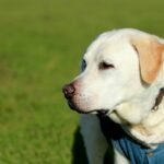Service Dog vs Guide Dog: What’s the Real Difference (and Why It Matters)