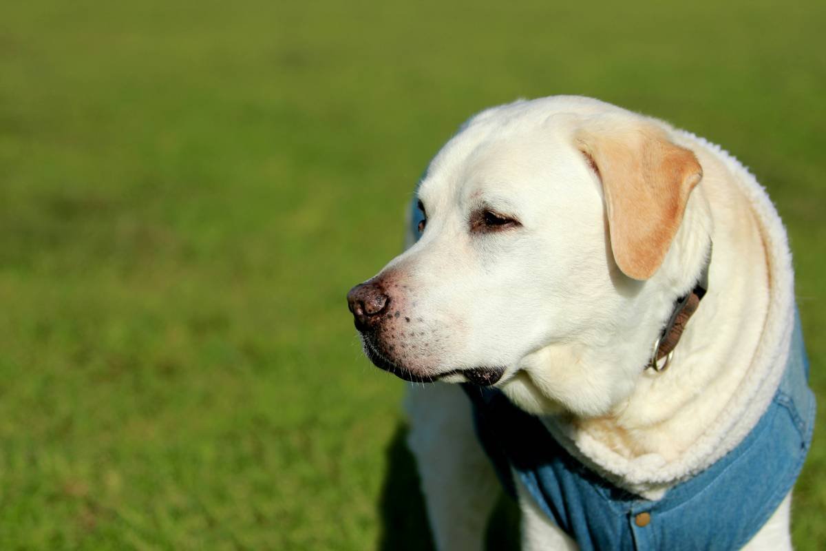 Service Dog vs Guide Dog: What’s the Real Difference (and Why It Matters)