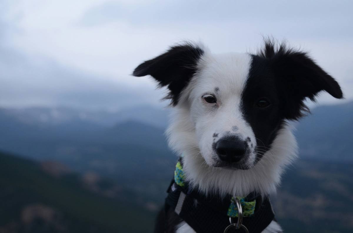 What Every Handler Should Know About k 9 Service Dogs: Training, Trust, and Teamwork