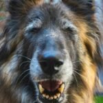 What Happens When a Guide Dog Retires? Inside Real Guide Dog Retirement Support Plans