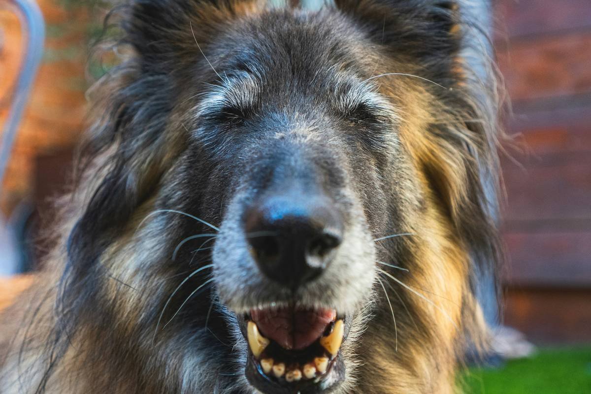 What Happens When a Guide Dog Retires? Inside Real Guide Dog Retirement Support Plans