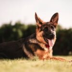 What Is K9 Functional Training for Service Dogs—and Why It’s the Make-or-Break Skill Set?