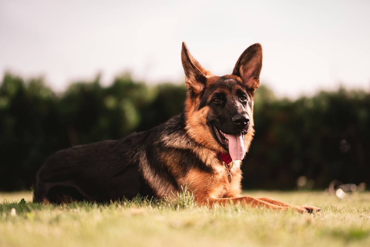 What Is K9 Functional Training for Service Dogs—and Why It’s the Make-or-Break Skill Set?