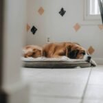 Why Your Support Dog Post-Service Care Plans Matter More Than You Think