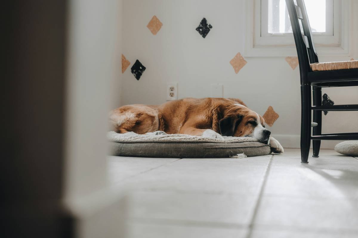 Why Your Support Dog Post-Service Care Plans Matter More Than You Think