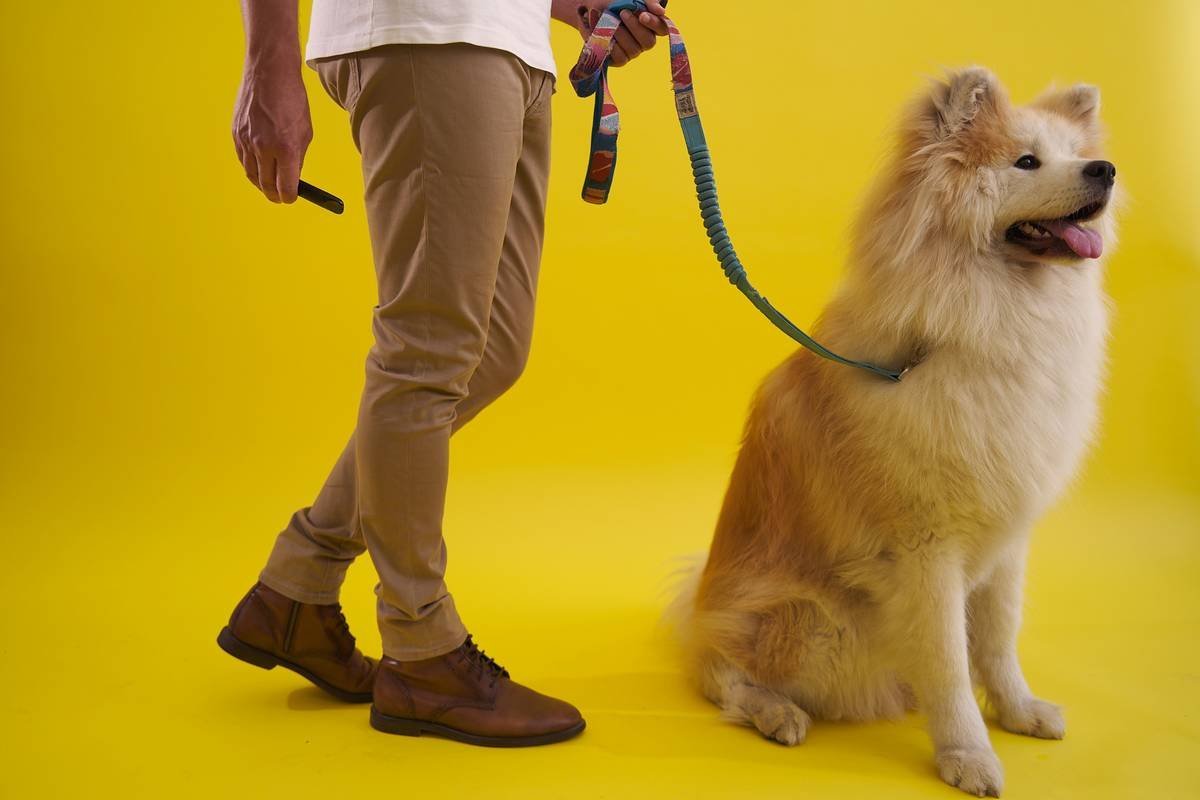 Infographic showing four stages of guide dog training: puppy raiser phase (8-16 weeks), basic obedience (5-12 months), advanced harness training (12-18 months), and team bonding with handler (18-24 months)