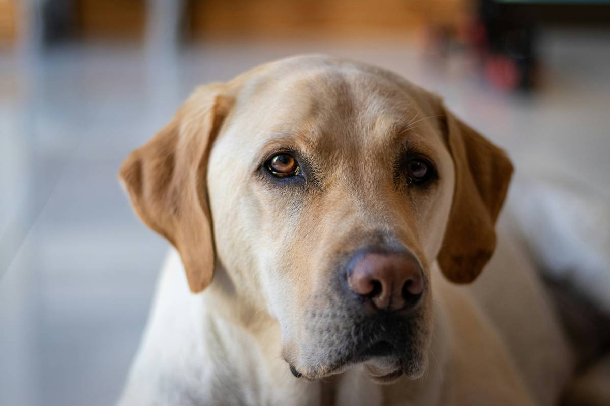 Infographic showing four stages of guide dog training: puppy raising, formal training, team matching, and graduate support