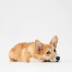 service dog training qld: Mastering Navigation Skills for Real-World Independence