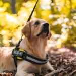 Why Your Search for a Guide Dogs Training School Ends in California