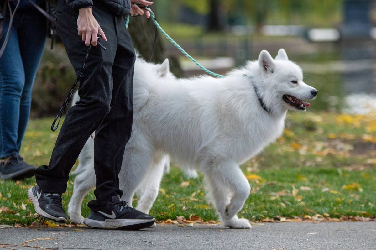 Working with Guide Dogs: What You Need to Know Before You Step Forward