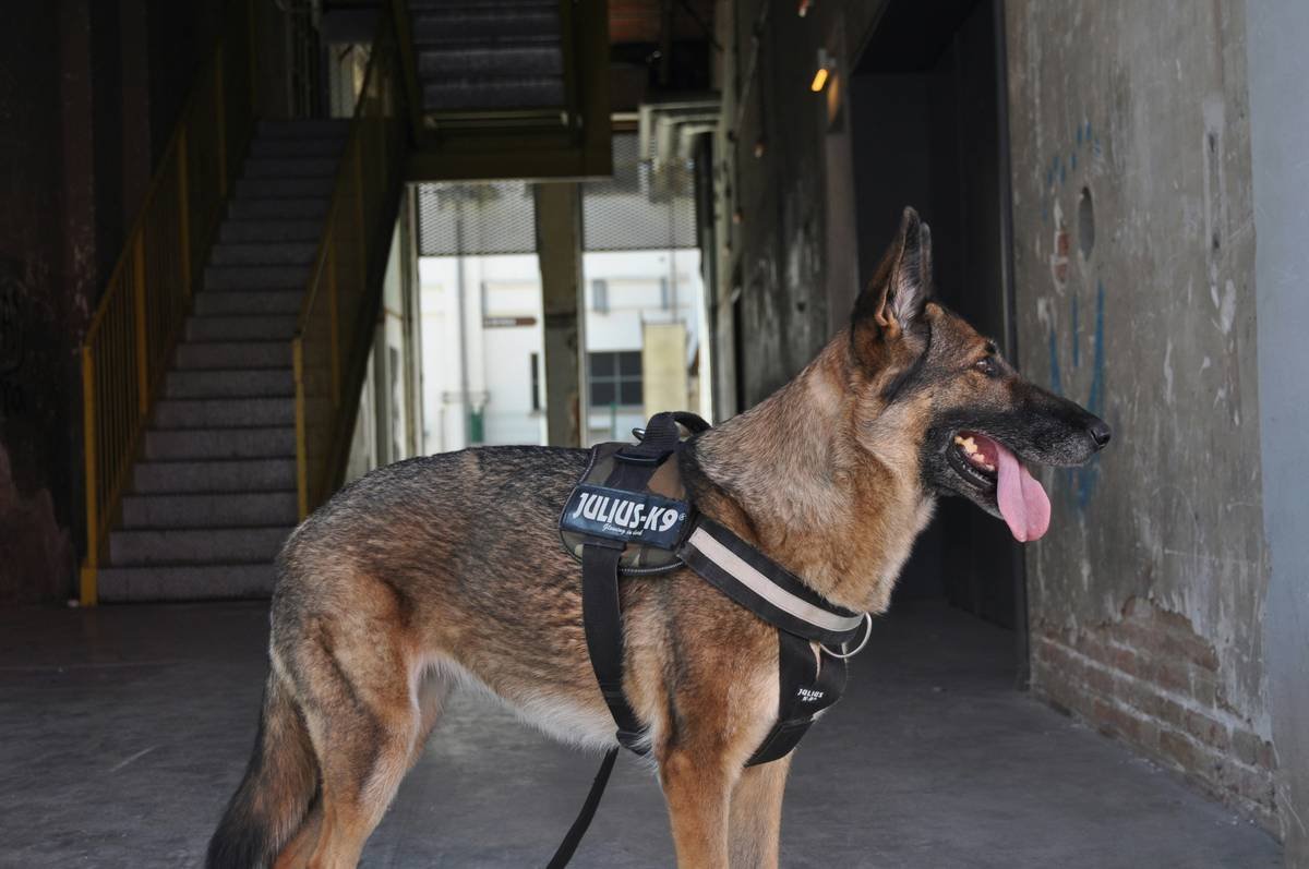 service dog training online bonding exercises between handler and dog in urban environment
