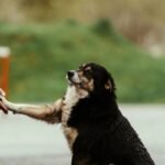 Retirement Planning Dog What Basic Training: 7 Proven Tips to Avoid Costly Mistakes