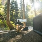 service dog training online: Building Unbreakable Bonds Beyond the Leash