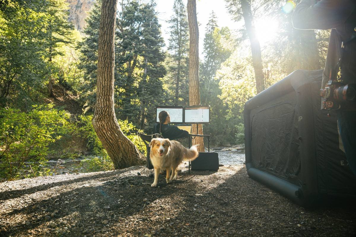 service dog training online: Building Unbreakable Bonds Beyond the Leash