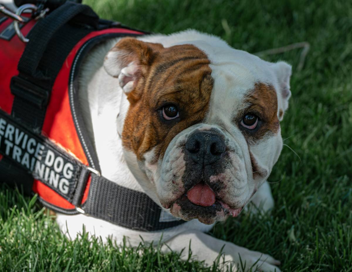 service dog training online progress tracking dashboard showing handler-dog teamwork metrics