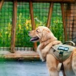 What Really Happens During a Service Dog Qualification Test?