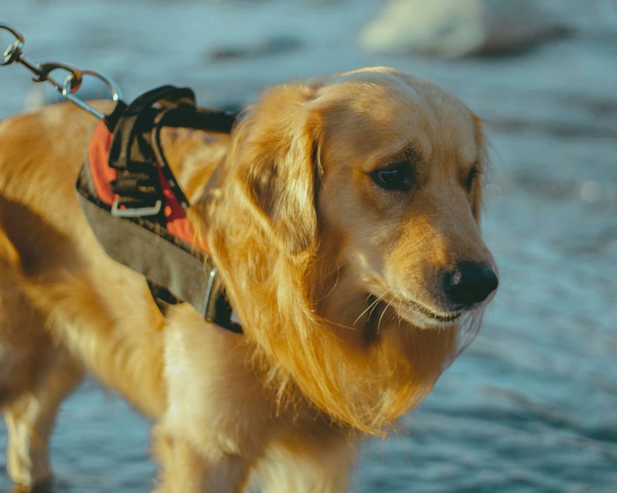 Handler practicing curb detection with golden retriever during service training for dogs