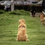 How Guide Dogs Are Trained: 7 Proven Steps to Build Unbreakable Team Trust