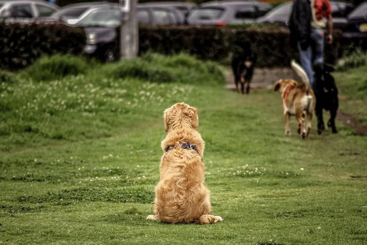 How Guide Dogs Are Trained: 7 Proven Steps to Build Unbreakable Team Trust