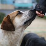 Retirement Planning Dog How to Start: 5 Essential Steps to Avoid Costly Mistakes
