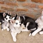 Team Bonding Dog How to Get: 7 Proven Steps to Avoid Costly Mistakes