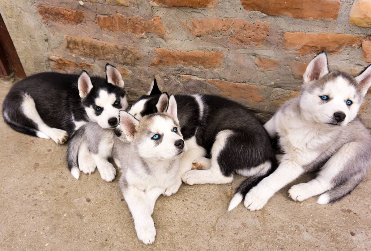 Team Bonding Dog How to Get: 7 Proven Steps to Avoid Costly Mistakes